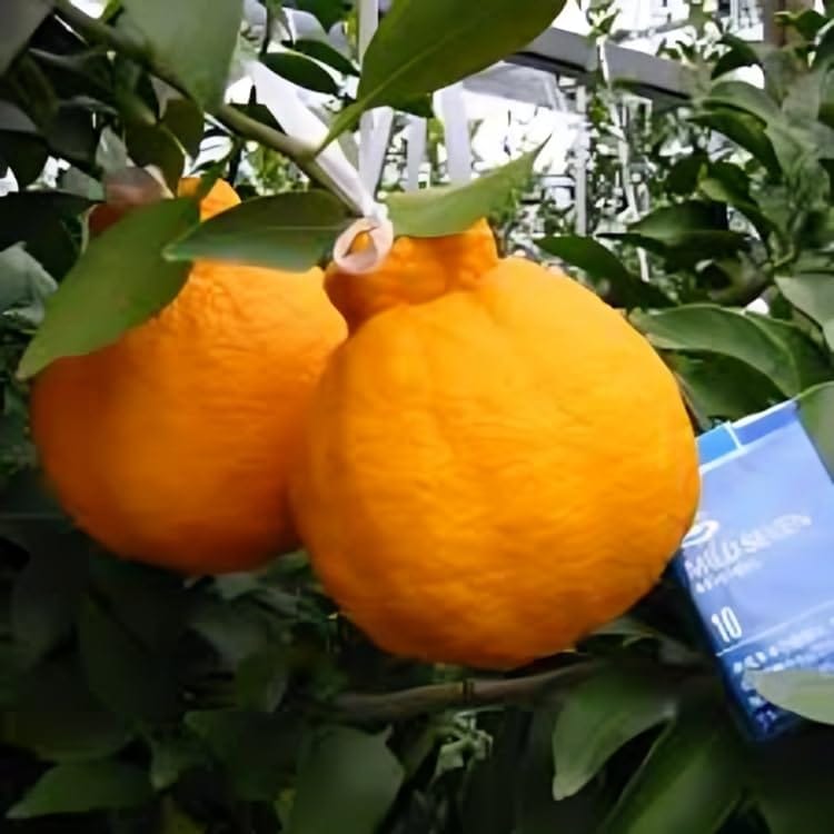 Rare  Dekopon Sweet Orange Santra Grafted Fruit Plant (Height 1.5-2 Feet) Sweet Orange Orignal Hybrid Variety Fruit Plant [Pack Of-1] For Home Graden Outdoor  Fruit Tree
