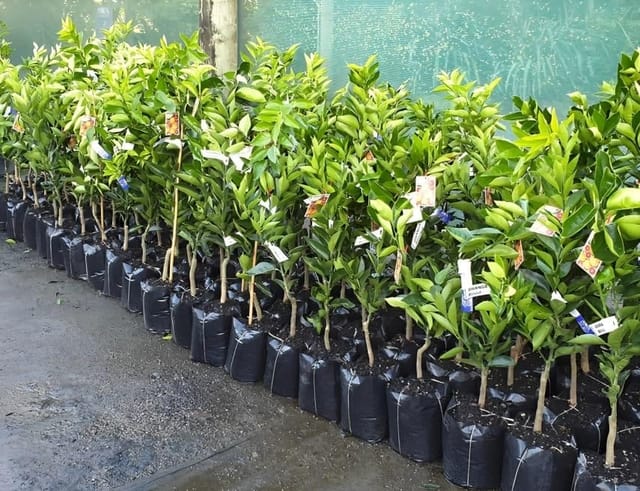Rare  Dekopon Sweet Orange Santra Grafted Fruit Plant (Height 1.5-2 Feet) Sweet Orange Orignal Hybrid Variety Fruit Plant [Pack Of-1] For Home Graden Outdoor  Fruit Tree