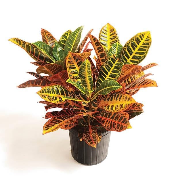 Croton Plant (Codiaeum Variegatum) Multicolour Indoor & Outdoor Beuty Croton/Patabhar Plant (Height1-1.5 Feet) For Home Garden Indoor/Outdoor Plant