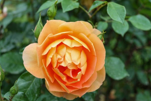 Climbing Double Patel Rose Flowers Plant (Height 1.5-2 Feet) All Season Amrud (Orange) Skin With Fresh Organic Hybrid Varieties Flower (Pack Of-1) Outdoor Gardening  Shrub Tree