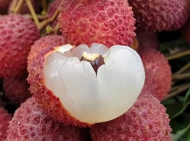 Fresh All Time Erdon Lee Litchi Fruit Plant Tropical Rare Exotic Dwarf Air Layered Lychee Tree (Height 1-2 Feet) Litchi Plant Hybrid All Seasons  Very Sweet Fruit For Home Garden