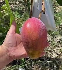 Miyazaki Egg Of Sun Taiyo No Tamago Mango Aam Grafted Fruit  Plant (Height 1.5-3 Feet) Flavor; Sweet, Juicy (1 Healthy  Mango Plant) For Home Graden Outdoor  Fruit Tree