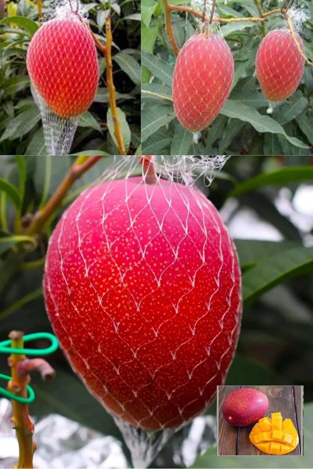 Miyazaki Egg Of Sun Taiyo No Tamago Mango Aam Grafted Fruit Plant (Height 1.5-3 Feet) Flavor; Sweet, Juicy (1 Healthy Mango Plant) For Home Graden Outdoor Fruit Tree