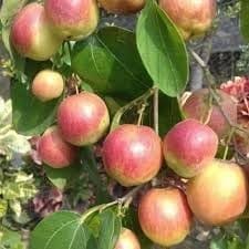 Ball Sundari Apple Ber Indian Jujube Kul Grafted Fruit  Plant (Height 1.2 Feet) After Fruit 1 Year Sweet And Juicy, Apple-Like Flavor Taste 1 Healthy Plant For Home Garden Tree