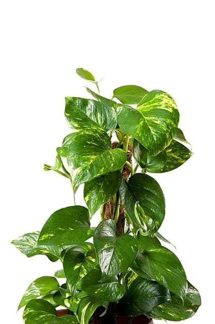 Rare  Pothos/Golden Money Plant (Heaight 1-1.5 Feet) Golden Money Plant Orignal Hybrid Variety Indoor Plant | Indoor Lucky Money Plant For Living Room, Bedroom, Office, Home, And Graden