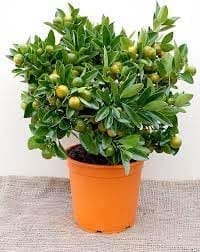 ... ...