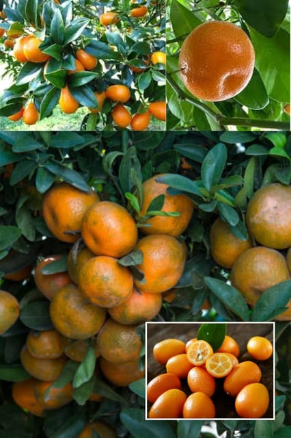 Nimbu Sweet Thai Kumquat Lemon Santra Grafted Fruit  Plant (Height 1.5-2 Feet) Tree With Fruit, Juicy Inner Flesh Has A Tangy, Lemon-Like Flavor, 1 Healthy Fresh Plant For Home Garden