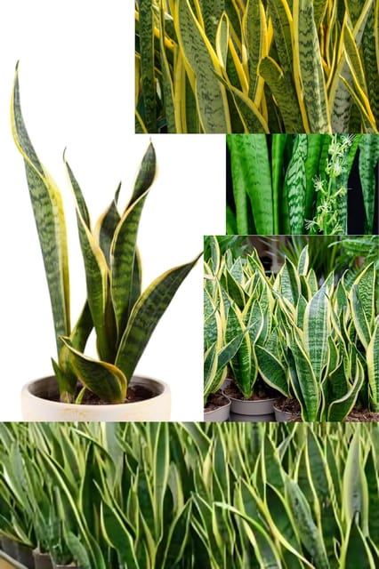 Rare Variety Sansevieria/Snake Indoor  Plant (Heaight 1-2Feet) Snake Original Hybrid Variety Indoor Plant/Indoor Lucky Plant For Living Room, Bedroom, Office, Home, And Graden