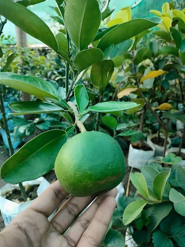 Rare Seedless Sweet Red Pomelo (Batabi Labu) Fruit Plant (Heaight 1.5-2 Feet) Sweet Red Pomelo Orignal Hybrid Thai Fruit Plant(Fruit After 8-10 Month) For Home Graden Outdoor Tree