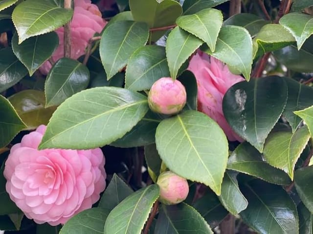 Rare  Pink Beauty Perfection Flower Plant (Height 1.5-2 Feet) Hybrid Vareity  Flower Plant |Fragrance: Light To Mild Sweet Scent|For Home Garden Outdoor Evergreen Shrub/Small Tree -1