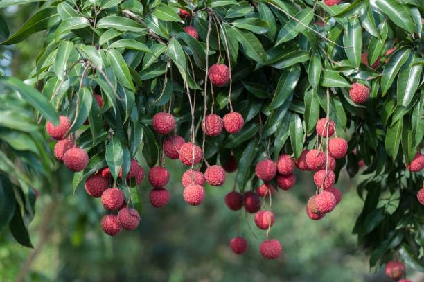 West-Bengal Litchi Fruit Plant (Height 1-2 Feet )Tropical Rare Exotic Dwarf Air Layered Lychee Tree All Seasons Hybrid Litchu Sweet Juicy Flesh Fruit Plant For Home Garden