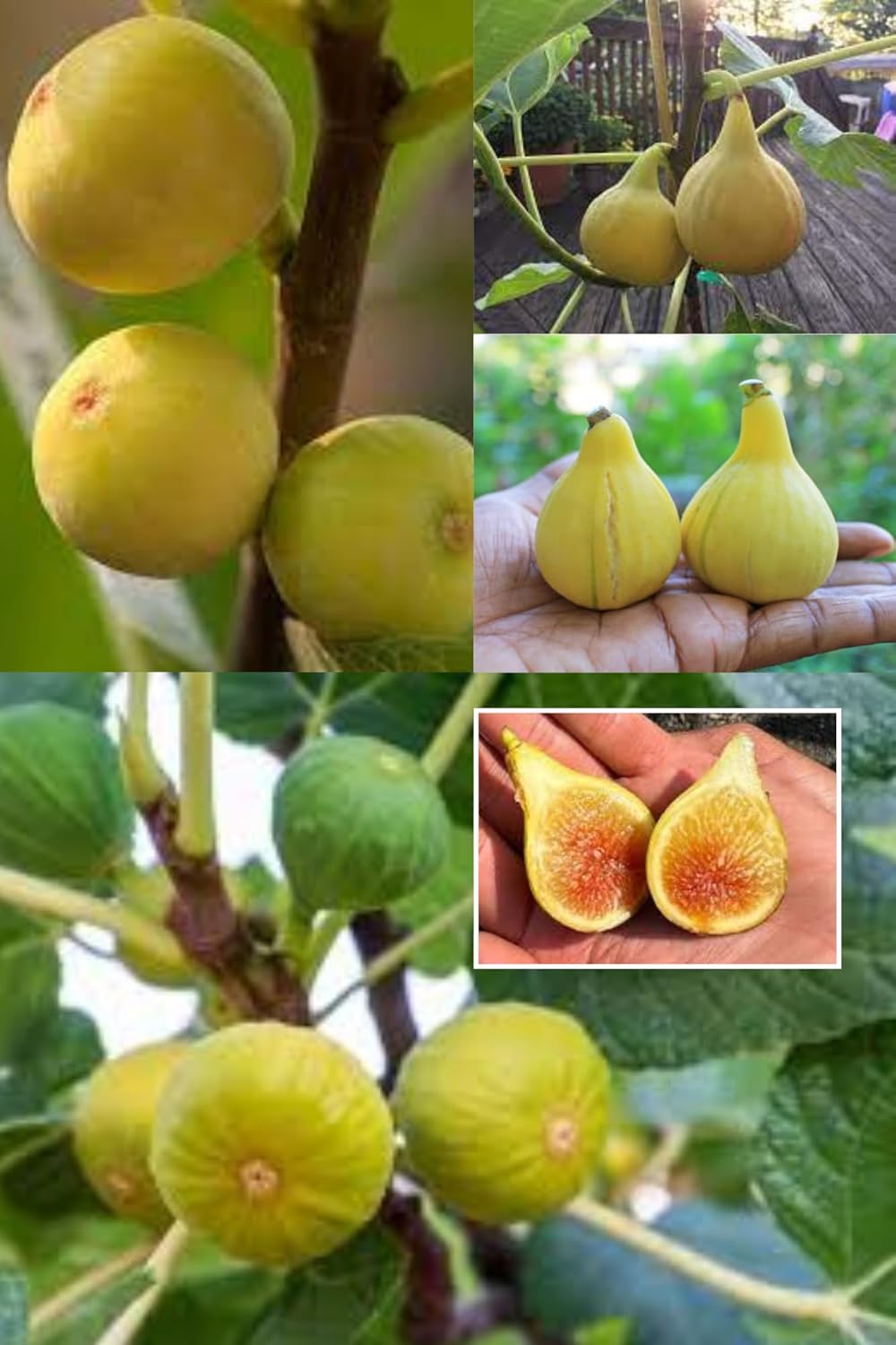 Yellow Fig Anjeer Layering/Grafted Fruit Plant (Height 1.5-2.5 Feet) (Yellow Variety) Fruit After 6 Month Soft, Juicy, Smooth Sweet, Honey-Like Flavor Taste For Home Garden