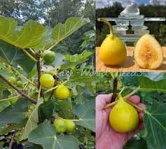 Yellow Fig Anjeer Layering/Grafted Fruit  Plant (Height 1.5-2.5 Feet) (Yellow Variety) Fruit After 6 Month Soft, Juicy, Smooth Sweet, Honey-Like Flavor Taste For Home Garden