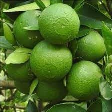Origanal Bangladesh Bari -1 Malta Mosambi Grafted Fruit  Plant (Height 1.5-2.5 Feet) Sweet Orange Hybrid (Malta) After Fruit 1 Year Mildly Sweet Taste, 1 Healthy Plant For Home Garden