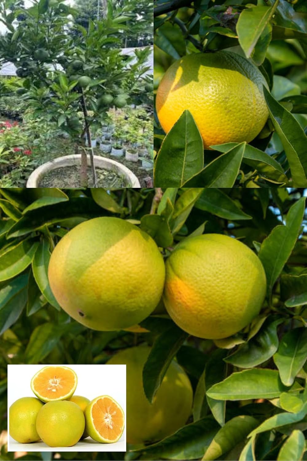 Origanal Bangladesh Bari -1 Malta Mosambi Grafted Fruit Plant (Height 1.5-2.5 Feet) Sweet Orange Hybrid (Malta) After Fruit 1 Year Mildly Sweet Taste, 1 Healthy Plant For Home Garden