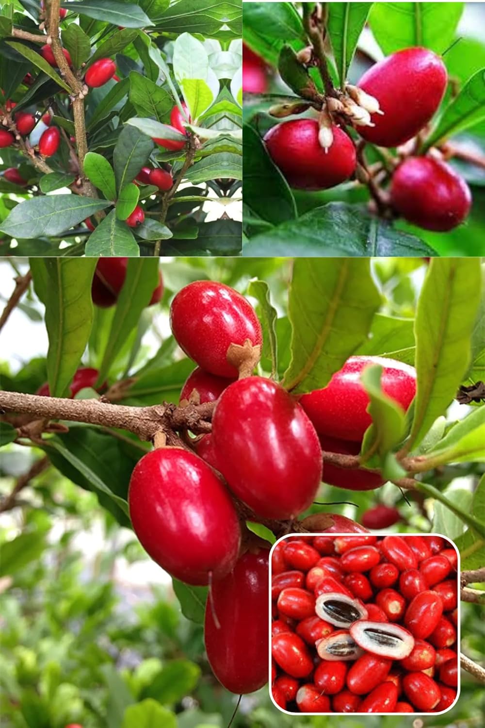 Rare Miracle Fruit (Synsepalum Dulcificum) Layering/Grafted Fruit Plant(Height 1.5-2 Feet) Bright Red, Oval Berries,Very Sweet, Slightly Tangy Flavor, 1 Healthy Plant For Home Garden