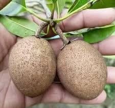 Rare Thai All Time Kalapatti Chikoo, Sapota, Sapodilla, Naseberry Grafted Fruit  Plant (Height 1.5-2 Feet) Kalapatti, Sweet, High-Yielding (1Healthy  Plant) For Home Garden