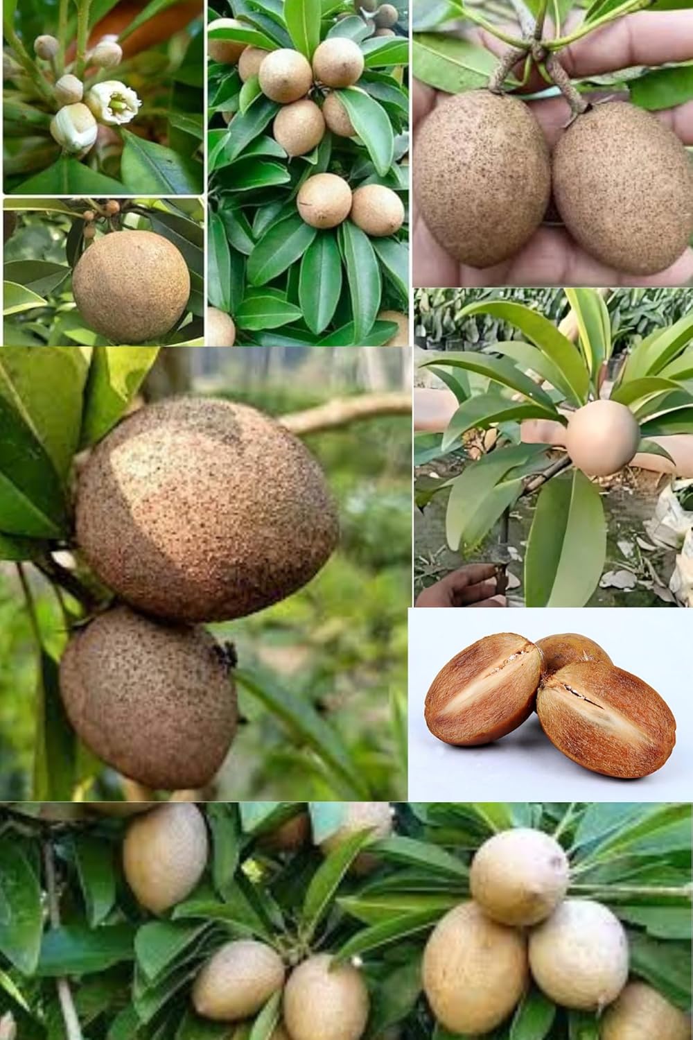 Rare Thai All Time Kalapatti Chikoo, Sapota, Sapodilla, Naseberry Grafted Fruit Plant (Height 1.5-2 Feet) Kalapatti, Sweet, High-Yielding (1Healthy Plant) For Home Garden
