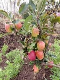 Red Anna Variety Low Chill Tropical Apple Seb Grafted Fruit  Plant (Height 1.5-2 Feet) Crisp, Creamy-White, Juicy,Sweet With A Mild Tartness, 1 Healthy Fresh Plant For Home Garden