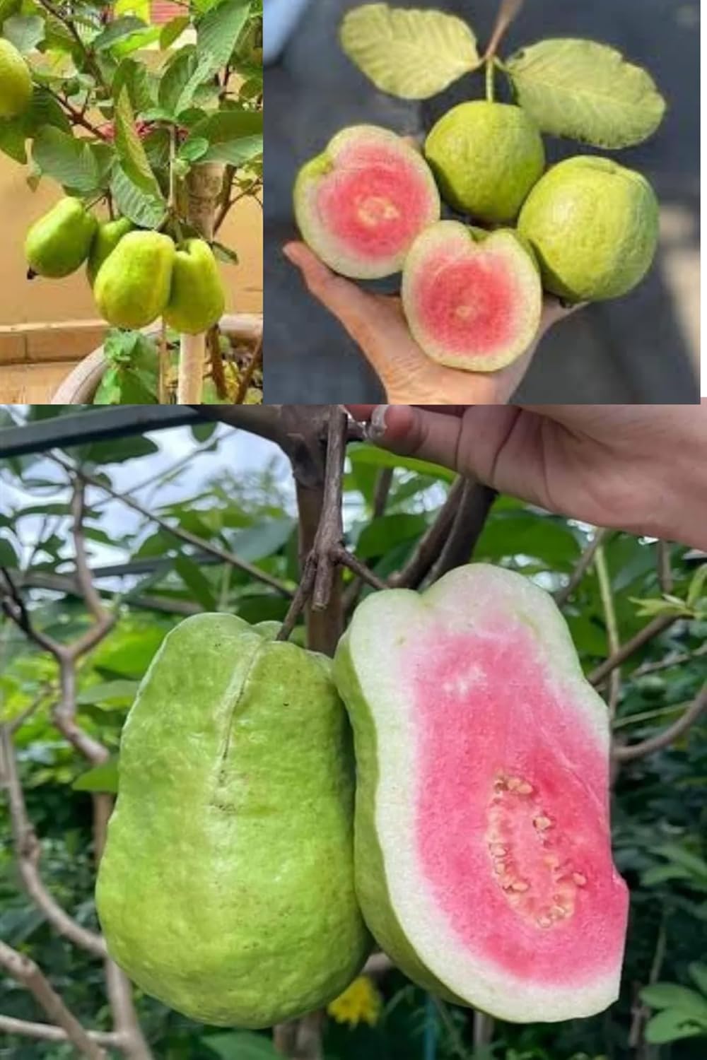 Taiwan Pink Guava Amrood Layering/Grafted Fruit Plant (Height 1.5-2 Feet) Arter Fruit 6 Month Thin, Smooth, Light Green To Pale Yellow Skin, Exceptionally Sweet Taste,For Home Garden
