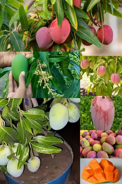 Sweet All Time Mango Fruit Plant (Height 1.5-2 Feet) Mango Hybrid Grafted Variety Fruit Plant Fruit After 6-7Month All Season Thailand Baramasi Mango Plant Outdoorlive Tree