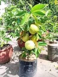 Vnr Bihi Guava Amrood Layering/Grafted Fruit  Plant (Height 1.5-2 Feet) Variety Of Psidium Guajava, Thick, White Creamy Pulp,Sweet, Mildly Musky Flavor, 1 Healthy Plant For Home Garden
