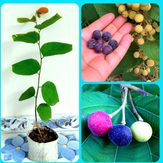 Phalsa Berry(Grewia Asiatica) Layering/Grafted Fruit  Plant (Height 1.5-2 Feet) After Fruit 6 Month Sweet And Tangy; Refreshing. Taste (1Healthy Plant For Home Garden
