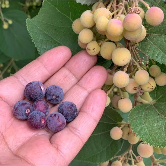 Phalsa Berry(Grewia Asiatica) Layering/Grafted Fruit Plant (Height 1.5-2 Feet) After Fruit 6 Month Sweet And Tangy; Refreshing. Taste (1Healthy Plant For Home Garden
