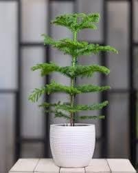 Christmas Tree Araucaria Heterophylla Jhau  Plant (Height 1.5-3 Feet) Air Purification Indoor Tyoe - Norflok Island Pine Garden Balconies Healthy Hybrid  Plant For Home Garden