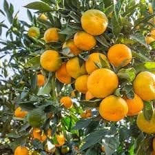 Honey Murcott Orange (Santra Grafted) Fruit  Plant (Height 1.5-2 Feet) Smooth To Slightly Pebbled, Bright Orange,Skin, Rich, Honey-Sweet Taste, 1 Healthy Fresh Plant For Homr Garden