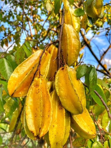 Thai Sweet Star Fruit Plant (Averrhoa Carambola) Kamrakh, Kamranga Hybrid Grafted  Plant (Height 1.5-2 Feet) After Fruit 10 Month Taste: Sweet-Tart And Juicy For Home Garden