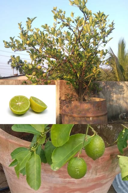 Zxxyanbi"Rare Nimbu Kagzi Lemon All Time Lemon Nimbu Layering/Grafted Fruit  Plant (Height 1.5-2 Feet) All Season Amrud Green Skin With Fresh Organic Fruit (Pack Of-1) Outdoor  Fruit Tree