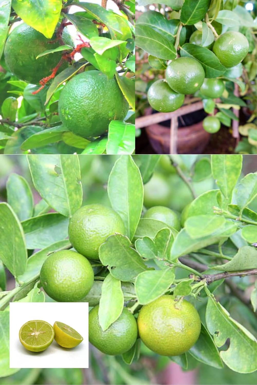 Zxxyanbi"Rare Nimbu Kagzi Lemon All Time Lemon Nimbu Layering/Grafted Fruit Plant (Height 1.5-2 Feet) All Season Amrud Green Skin With Fresh Organic Fruit (Pack Of-1) Outdoor Fruit Tree
