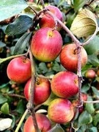 Miss India Apple Ber Jujube Kul Grafted Fruit  Plant (Height 1.5-2 Feet) (Hybrid Variety) Smooth Skin, Crunchy Texture, And A Sweet, Juicy Taste, 1 Healthy Fresh Plant For Garden