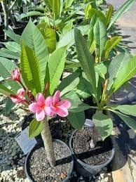 Rare Pink Plumeria (Frangipani) Kat Chapa/Champa Flower  Plant (Height 1.5=2 Feet) Pink Varieties Soft Pastel Pinks To Deep Rose,Sweet, Exotic Fragrance, 1 Healthy Plant For Home Garden