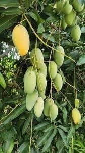 Honey Sweet Chaunsa/Chausa Mango Aam Grafted Fruit  Plant (Height 1.5-2 Feet) Smooth, And Juicy.Sweet, Aromatic, Rich Flavor, 1 Healthy Plant For Home Gsrden