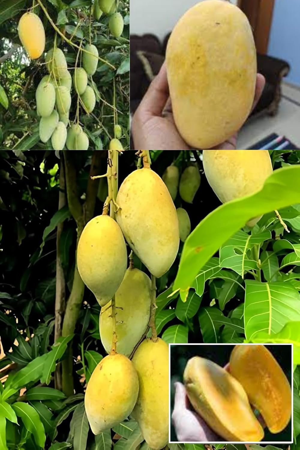 Honey Sweet Chaunsa/Chausa Mango Aam Grafted Fruit Plant (Height 1.5-2 Feet) Smooth, And Juicy.Sweet, Aromatic, Rich Flavor, 1 Healthy Plant For Home Gsrden