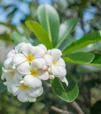 White Plumeria (Plumeria Alba) Kat Chapa/Champa Flower  Plant (Height 1-2 Feet) Frangipani, Temple Tree, Champa,: Sweet, Strong,Fragrance, 1 Healthy Plant For Home Garden