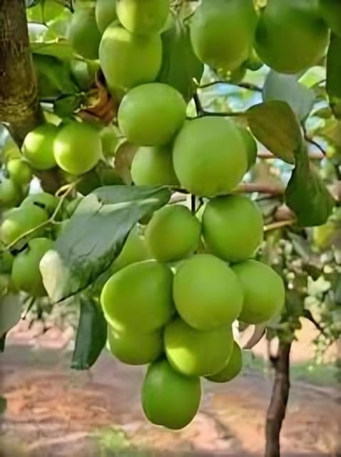 B U Apple Ber [Jujube Kul] Grafted Fruit Plant (Height 1-2 Feet) Apple Ber Orignal Hybrid Variety Grafted Fruit Plant [Pack Of -1] For Home Graden Outdoor  Fruit Tree
