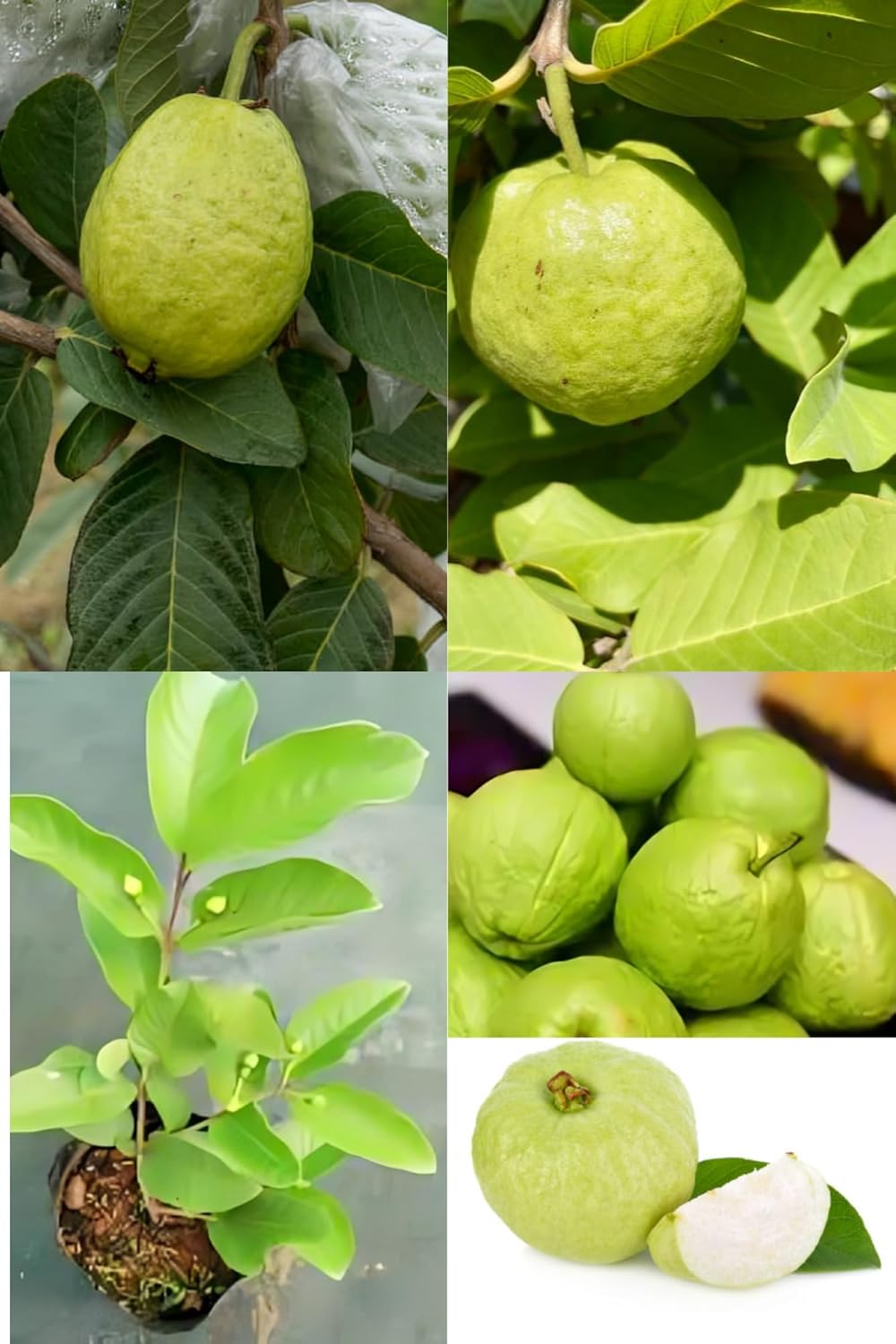 Fresh & Healthy (Harijha) Guava Fruit Plant (Height 1.5-2 Feet) All Season Amrud Yellow Skin With Flesh Organic Hybrid Dwarf Varieties Fruit Tree (Pack Of-1) Outdoor Fruit Tree