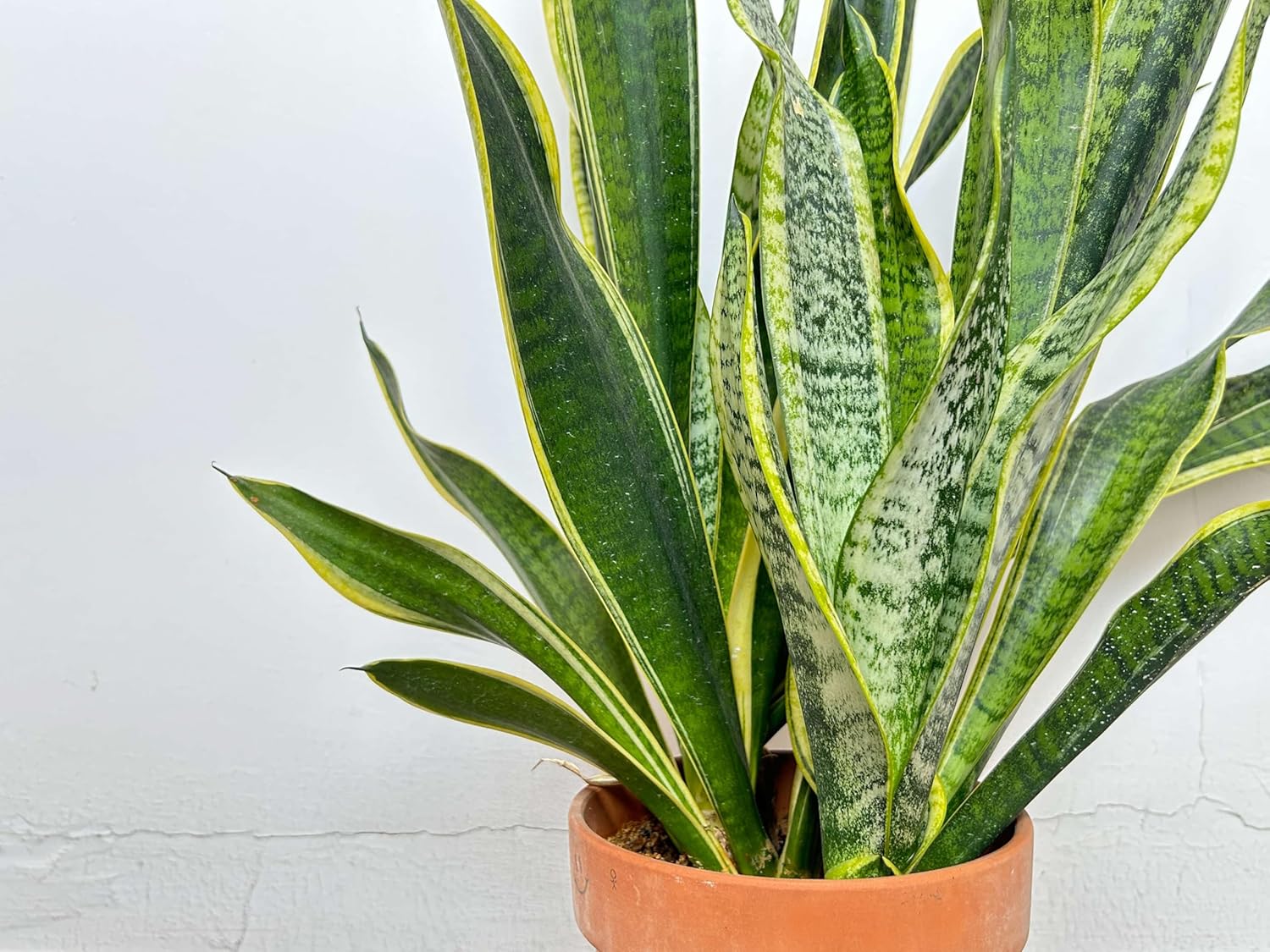 Snake Sansevieria Golden Plant Indoo Plant Hybrid Golden Original Rare Variety Indoor Plant (1 Healthy Plant Indoor Lucky Plant For Living Room, Bedroom, Office, Home, And Graden