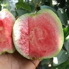 Red Dimond Guava Amrood Variety Fruit Grafted  Plant (Height 1.5-2.5 Feet) Fruit After 1Year, Very Sweet, Mildly Tangy, And Juicy Taste, 1 Heathy Plant For Home Garden Outdoor Tree
