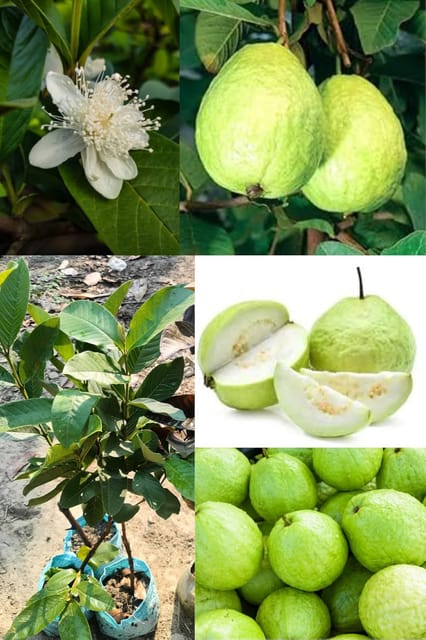 Thai 7 Guava Fruit Plant (Height 1.5-2 Feet) All Season Amrood Green Skin With Fresh Organic Hybrid Layring/Grafted Varieties Fruit Tree (Pack Of-1) Outdoor  Fruit Tree