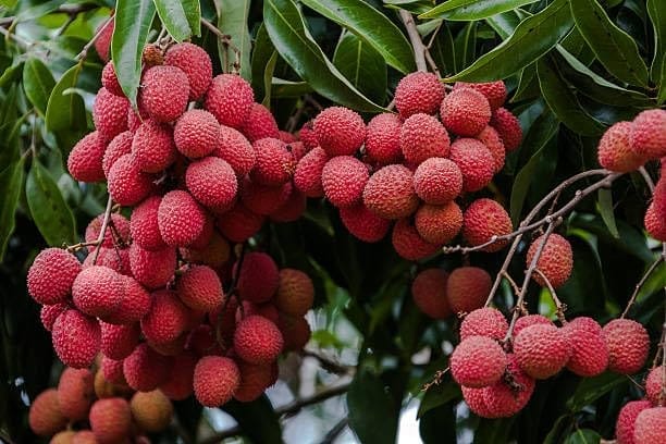 Bombai Litchi Lychee Layering/Grafted Fruit  Plant (Height 1.5-2 Feet) (Litchi Chinensis) Flesh: White, Juicy, Very Sweet,Taste: Rich, Sweet, Aromatic, 1 Healthy Plant For Home Garden