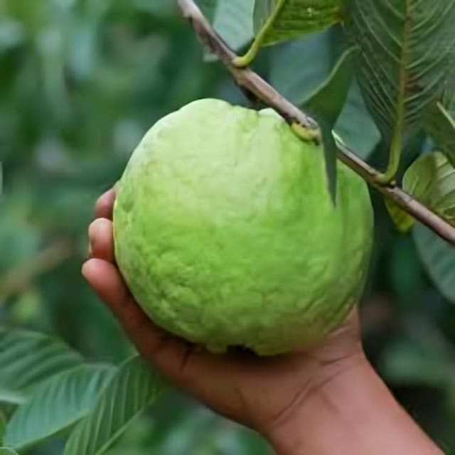 Rare  Sweet Thai -7 Guava Fruit Plant (Height1.5-2Feet) Guava Plant Orignal Hybrid Exotic Variety Fruit Plant |Taste: Sweet, Mildly Tangy, And Very Aromatic|Outdoor  Tree-2