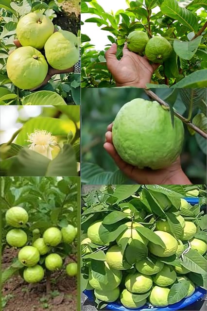 Rare  Sweet Thai -7 Guava Fruit Plant (Height1.5-2Feet) Guava Plant Orignal Hybrid Exotic Variety Fruit Plant |Taste: Sweet, Mildly Tangy, And Very Aromatic|Outdoor  Tree-2