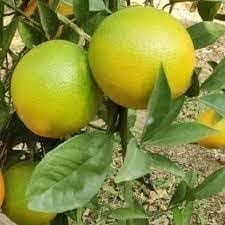 Vietnam All Time Malta (Mousambi/Sweet Lime) Grafted Fruit  Plant (Height 1.5-2 Feet) Thin, Smooth, Green To Yellowish Skin,Mild, Sweet, Flavor, 1 Healthy Fresh Plant For Home Garden