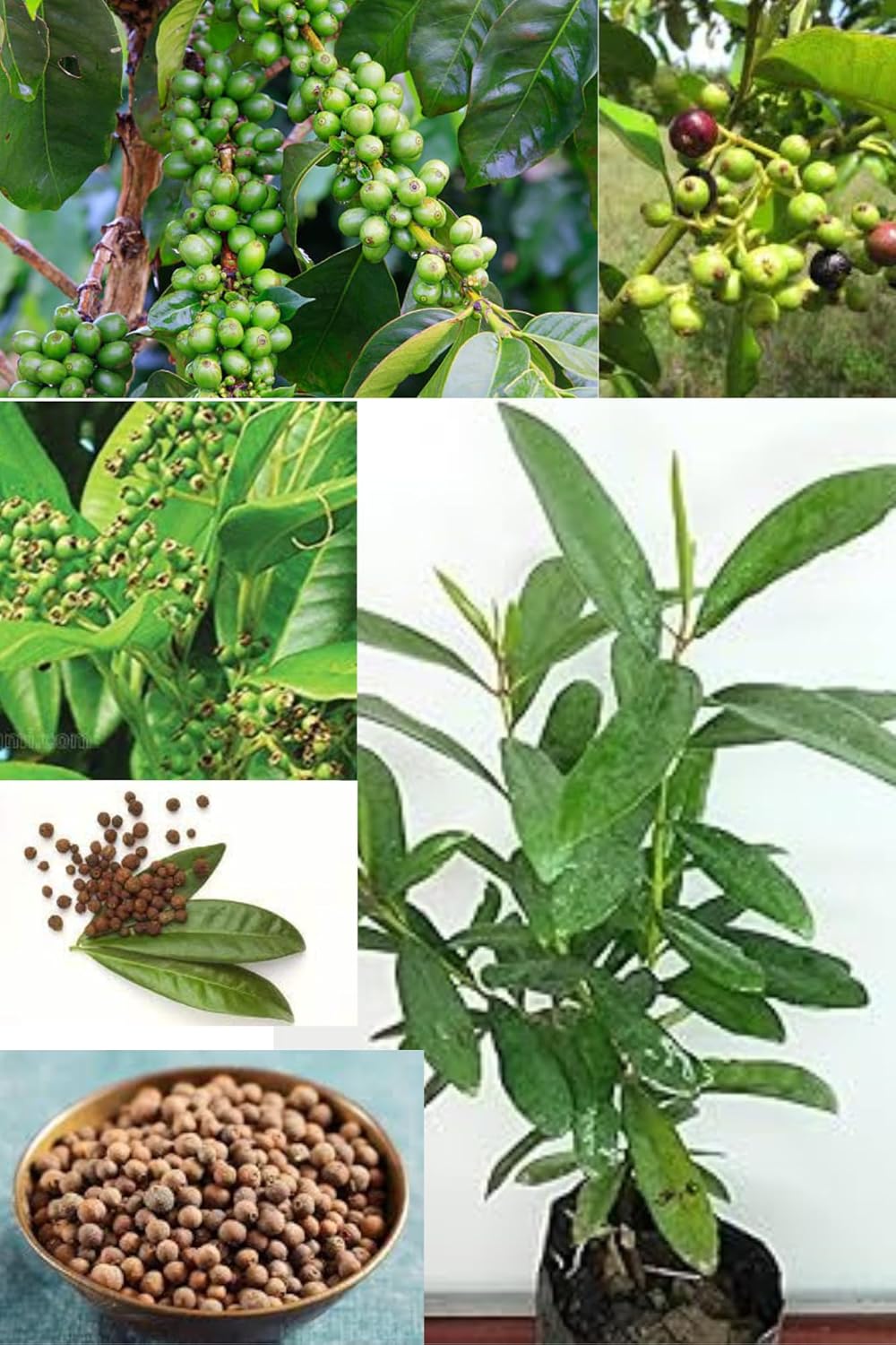 " Allspice Plant (Pimenta Dioica) The True Scented Leaf Spice Tree (Height 1.5-2 Feet) All Season Green Skin Aromatic Foliage, Fragrant (1 Fresh Plant) For Home Graden Outdoor Tree
