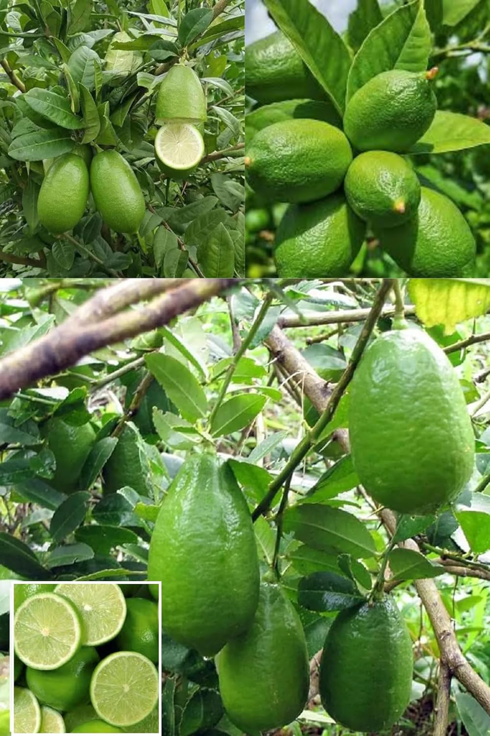 All Time Gandharaj Aroma King Lemon Layering/Grafted Fruit Plant (Height 1-2.5 Feet) After Fruit 6 Month Strong, Sweet Fragrance Mildly Tangy Taste 1 Healthy Plant For Garden