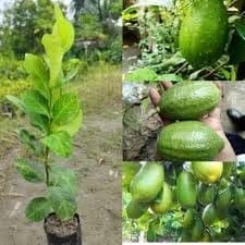 All Time Gandharaj Aroma King Lemon Layering/Grafted Fruit  Plant (Height 1-2.5 Feet) After Fruit 6 Month Strong, Sweet Fragrance Mildly Tangy Taste 1 Healthy Plant For Garden